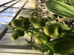  (Catasetum planiceps - ORDNA00257)  @11 [ ] Copyright (2019) Unspecified Atlanta Botanical Garden