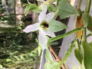  ( - ORDNA00258)  @11 [ ] Copyright (2019) Unspecified Atlanta Botanical Garden