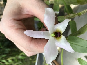  ( - ORDNA00258)  @11 [ ] Copyright (2019) Unspecified Atlanta Botanical Garden