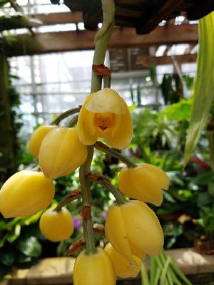  (Acineta erythroxantha - ORDNA00629)  @11 [ ] Copyright (2019) Unspecified Atlanta Botanical Garden