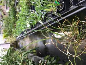  (Brassavola ceboletta - ORDNA00885)  @11 [ ] Copyright (2019) Unspecified Atlanta Botanical Garden