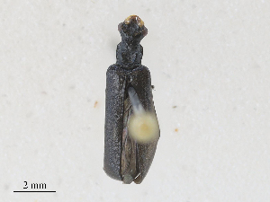  ( - CBG-A28416-F07)  @11 [ ] CreativeCommons - Attribution Share - Alike (2024) CBG Photography Group Centre for Biodiversity Genomics