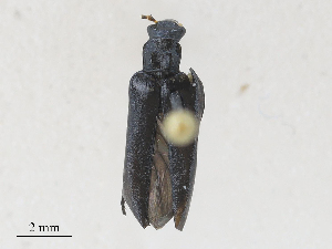  ( - CBG-A28416-F08)  @11 [ ] CreativeCommons - Attribution Share - Alike (2024) CBG Photography Group Centre for Biodiversity Genomics