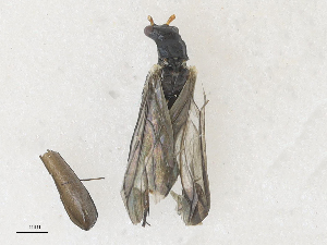  ( - CBG-A28416-F09)  @11 [ ] CreativeCommons - Attribution Share - Alike (2024) CBG Photography Group Centre for Biodiversity Genomics