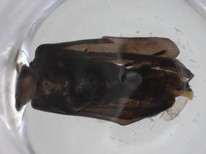  ( - CBG-A28921-D04)  @11 [ ] CreativeCommons - Attribution Share - Alike (2024) Centre for Biodiversity Genomics Centre for Biodiversity Genomics