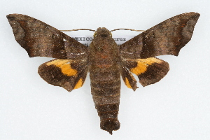  ( - CSU-CPG-LEP001991)  @14 [ ] CreativeCommons - Attribution (2009) Paul Opler Colorado State University