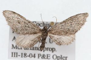  (Eupithecia scabrogata - CSU-CPG-LEP002313)  @14 [ ] CreativeCommons - Attribution (2009) Paul Opler Colorado State University