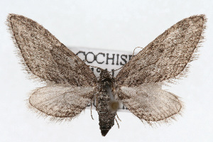  (Eupithecia hohokamae - CSU-CPG-LEP002318)  @15 [ ] CreativeCommons - Attribution (2009) Paul Opler Colorado State University