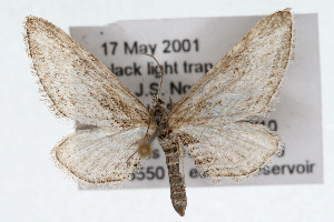  (Eupithecia adequata - CSU-CPG-LEP002321)  @14 [ ] Copyright (2009) Paul Opler Colorado State University