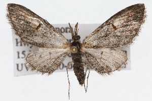  (Eupithecia classicata - CSU-CPG-LEP002330)  @15 [ ] Copyright (2009) Paul Opler Colorado State University