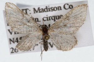  (Eupithecia lafontaineata - CSU-CPG-LEP002355)  @14 [ ] Copyright (2009) Paul Opler Colorado State University
