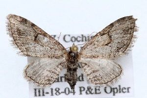  (Eupithecia bolterii - CSU-CPG-LEP002369)  @14 [ ] Copyright (2009) Paul Opler Colorado State University