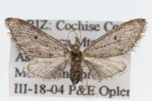  (Eupithecia herefordaria - CSU-CPG-LEP002382)  @14 [ ] CreativeCommons - Attribution (2009) Paul Opler Colorado State University
