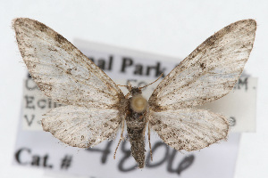  (Eupithecia macdunnoughi - CSU-CPG-LEP002385)  @14 [ ] Copyright (2009) Paul Opler Colorado State University