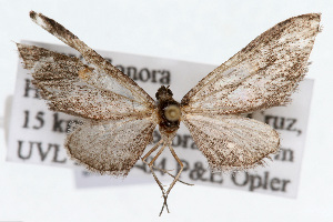  (Eupithecia cf. biedermanata - CSU-CPG-LEP002387)  @11 [ ] Copyright (2009) Paul Opler Colorado State University