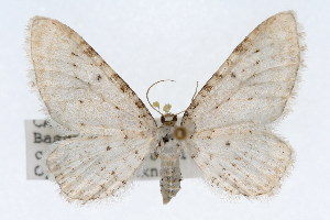  (Eupithecia cretaceata - CSU-CPG-LEP002407)  @15 [ ] CreativeCommons - Attribution (2009) Paul Opler Colorado State University