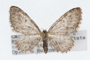  (Eupithecia lachrymosa - CSU-CPG-LEP002424)  @14 [ ] CreativeCommons - Attribution (2009) Paul Opler Colorado State University