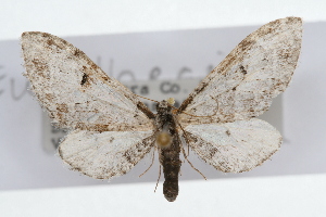  (Eupithecia implorata - CSU-CPG-LEP002598)  @13 [ ] Copyright (2009) Paul Opler Colorado State University