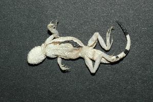  (Phrynocephalus interscapularis - RuHF-055-2)  @13 [ ] Unspecified (default): All Rights Reserved  Unspecified Unspecified