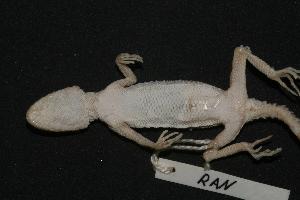  ( - NR-028 a.)  @13 [ ] Unspecified (default): All Rights Reserved  Unspecified Unspecified