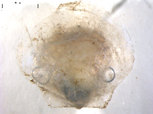  ( - 10BPBS-0074)  @12 [ ] CreativeCommons - Attribution  CBG Photography Group Centre for Biodiversity Genomics