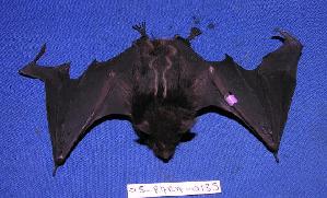  (Saccopteryx bilineata - 05-PARA-0135)  @14 [ ] Copyright (2005) Joseph A. Cook Museum of Southwestern Biology