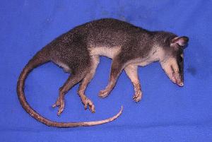  (Philander opossum - 05-PARA-0286)  @14 [ ] Copyright (2005) Joseph A. Cook Museum of Southwestern Biology