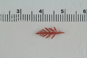 (Lomentaria sp. 1Norway - 2016_BIO309A_16)  @11 [ ] CreativeCommons - Attribution Non-Commercial Share-Alike (2016) University of Bergen University of Bergen, Natural History Collections