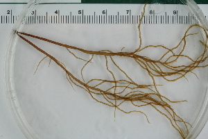  ( - 2016_BIO309A_28)  @11 [ ] CreativeCommons - Attribution Non-Commercial Share-Alike (2016) University of Bergen University of Bergen, Natural History Collections