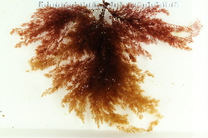  ( - 2016_BIO309A_58)  @11 [ ] CreativeCommons - Attribution Non-Commercial Share-Alike (2016) University of Bergen University of Bergen, Natural History Collections