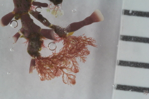  ( - 2016_BIO309A_79)  @11 [ ] CreativeCommons - Attribution Non-Commercial Share-Alike (2016) University of Bergen University of Bergen, Natural History Collections