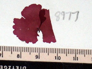  ( - GWS008977)  @11 [ ] Unspecified (default): All Rights Reserved  Unspecified Unspecified