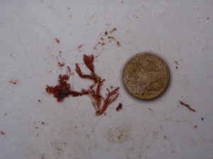  (Branchioglossum - GWS028571)  @12 [ ] Unspecified (default): All Rights Reserved  Unspecified Unspecified
