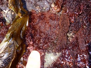  (Polysiphonia sp - GWS031498)  @11 [ ] CreativeCommons - Attribution Non-Commercial Share-Alike (2012) Gary W. Saunders University of New Brunswick