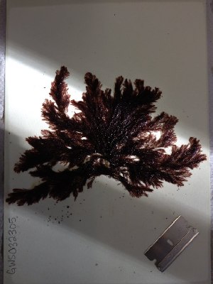  ( - GWS032305)  @11 [ ] Unspecified (default): All Rights Reserved  Unspecified Unspecified