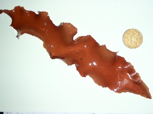  ( - GWS036087)  @11 [ ] Unspecified (default): All Rights Reserved  Unspecified Unspecified