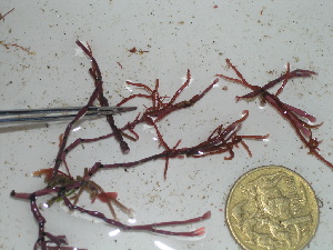  (Lomentaria diffusa - GWS036486)  @11 [ ] Unspecified (default): All Rights Reserved  Unspecified Unspecified