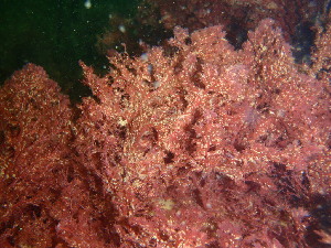  ( - GWS036816)  @11 [ ] Unspecified (default): All Rights Reserved  Unspecified Unspecified
