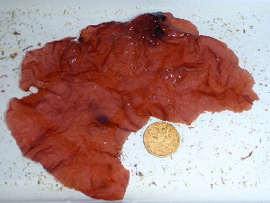  ( - GWS036854)  @11 [ ] Unspecified (default): All Rights Reserved  Unspecified Unspecified