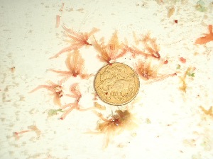  (Champia sp. 2Cocos - GWS037608)  @11 [ ] Unspecified (default): All Rights Reserved  Unspecified Unspecified