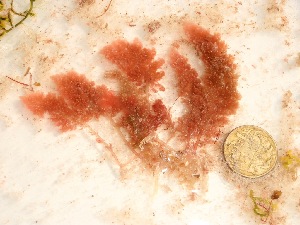  ( - GWS037762)  @11 [ ] Unspecified (default): All Rights Reserved  Unspecified Unspecified