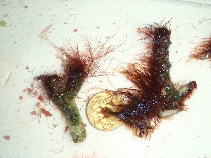  (Ceratodictyon spongiosum - GWS037825)  @11 [ ] Unspecified (default): All Rights Reserved  Unspecified Unspecified