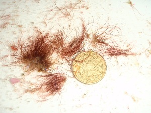  ( - GWS037852)  @11 [ ] Unspecified (default): All Rights Reserved  Unspecified Unspecified