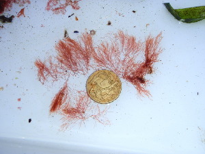  (Bryocladia - GWS038492)  @11 [ ] Unspecified (default): All Rights Reserved  Unspecified Unspecified