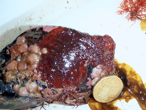  ( - GWS038677)  @11 [ ] Unspecified (default): All Rights Reserved  Unspecified Unspecified