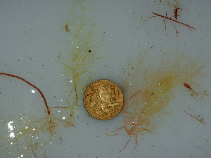  (Lomentaria clavellosa - GWS040775)  @11 [ ] Unspecified (default): All Rights Reserved  Unspecified Unspecified