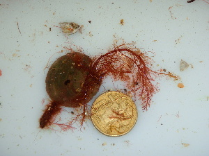  ( - GWS040981)  @11 [ ] Unspecified (default): All Rights Reserved  Unspecified Unspecified