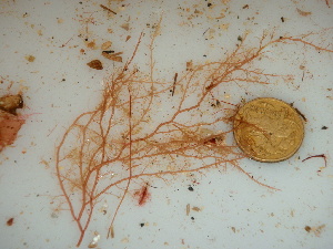  ( - GWS040991)  @11 [ ] Unspecified (default): All Rights Reserved  Unspecified Unspecified