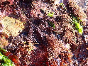  ( - GWS043089)  @11 [ ] Unspecified (default): All Rights Reserved  Unspecified Unspecified