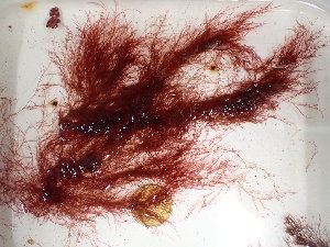  ( - GWS044403)  @11 [ ] Unspecified (default): All Rights Reserved  Unspecified Unspecified